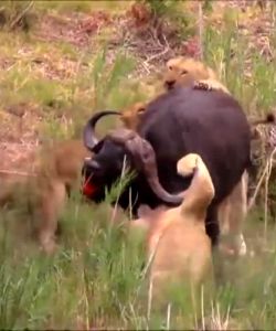 Lion Gets Impaled By A Buffalo